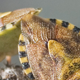 Carpocoris fuscispinus